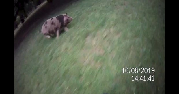 Čtyři vietnamská prasata utekla v sobotu v Brně ze svého výběhu a rozutekla se do parku v Lužánkách.