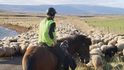 Přes léto se ovce na Islandu pasou volně ve vnitrozemí. Na podzim je pak honáci shánějí zpátky na farmy. Tato několikadenní výprava se nazývá göngur.