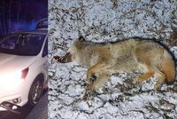 Auto na Šumavě srazilo vlka: Chráněná šelma nehodu nepřežila