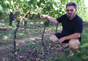 Milan Sůkal (45) ve vinici, kde má nasazený Pinot Noir. Tvrdí, že aby bylo víno opravdu kvalitní, je potřeba více než polovinu hroznů obětovat a odstřihnout ještě před jejich zralostí.