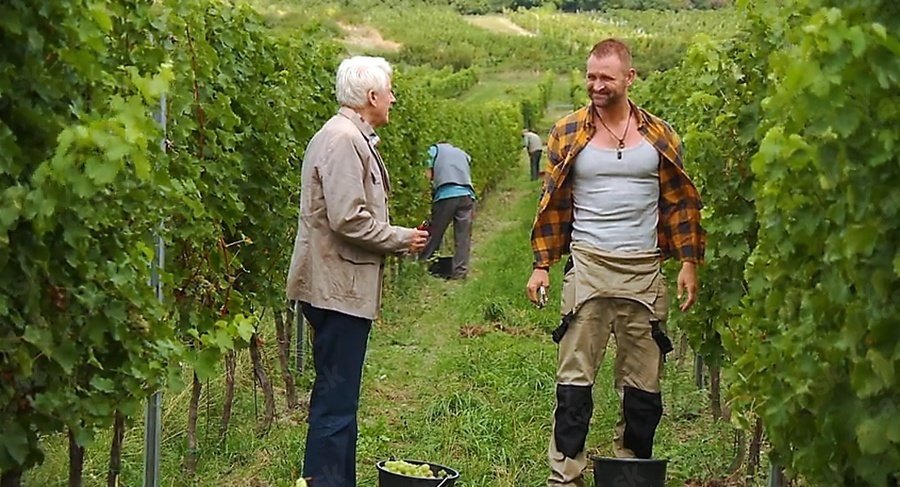 2015 Búrlivé víno: Herci seriálu sice také natáčeli na vinohradě, ale konzumovat bobule nesměli.