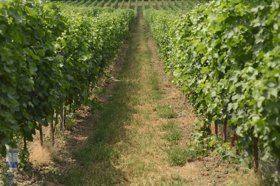 Podle expertů na víno mají letošní hrozny mimořádnou kvalitu.