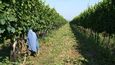 Vinifera aktuálně hospodaří na 345 hektarech vinic na 23 viničních tratích z patnácti katastrálních území a zpracovává hrozny z pět set hektarů vinic. (ilustrační foto)
