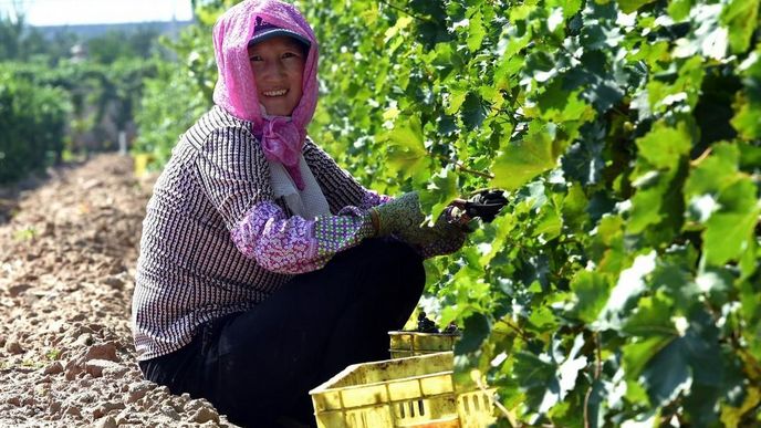 Vinařství v Ning-sia na severu Číny