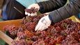 Podle odhadů francouzského ministerstva zemědělství letos vinaři sklidí o 24 až 30 procent méně hroznů než loni a nejméně za několik posledních desetiletí.