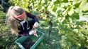 U vinohradu je velkou výzvou opotřebení révy, kterou mechanizace urychluje, upozorňují vinaři.