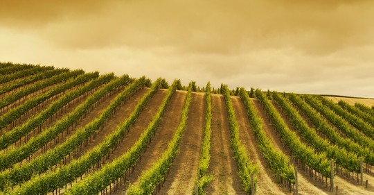Vinaři hlásí problémy: V Itálii bude nejmenší úroda za 60 let, Francouzi ztratili odbyt v Číně  