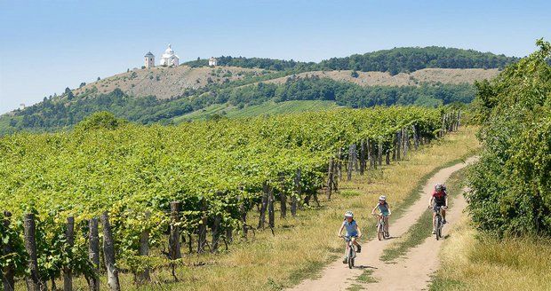 Jižní Morava je vinicemi doslova protkána. Krádeže sazenic příliš časté ale nejsou. Ilustrační foto