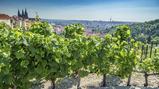 Vinaři mají za sebou klíčový měsíc, který rozhoduje o zdraví jejich úrody