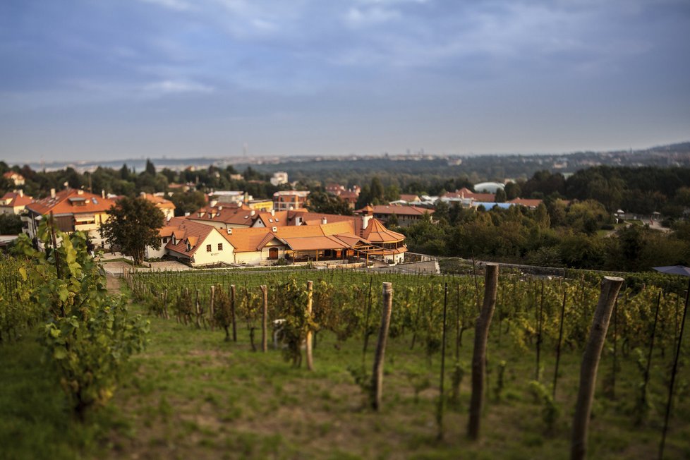 Vinice a restaurace Salabka