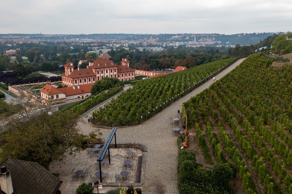 Vinice sv. Kláry, která je součástí Botanické zahrady hl. města Prahy (11. září 2021)