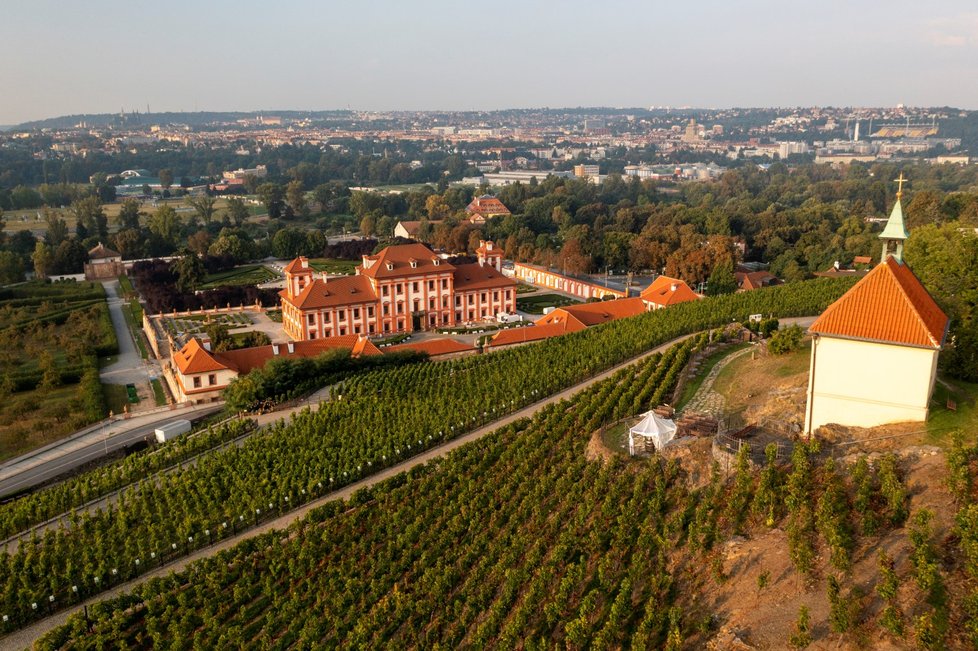 Vinice sv. Kláry, která je součástí Botanické zahrady hl. města Prahy (11. září 2021)