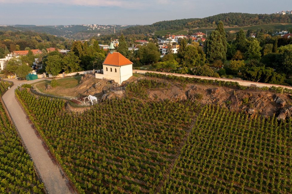 Vinice sv. Kláry, která je součástí Botanické zahrady hl. města Prahy (11. září 2021)