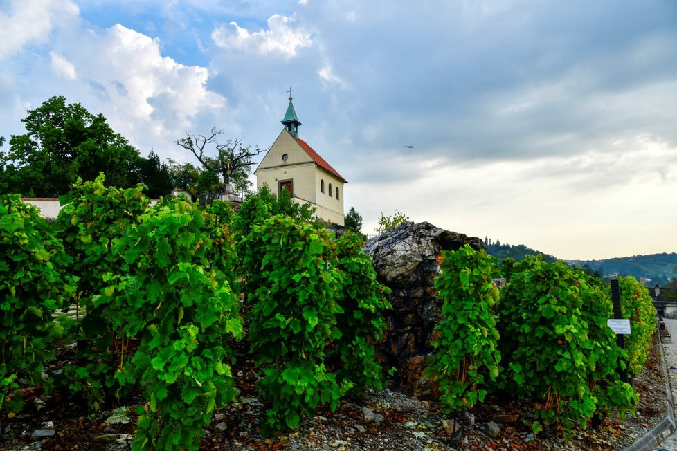  Kaple sv. Kláry na vinici v Botanické zahradě hl. města Prahy.