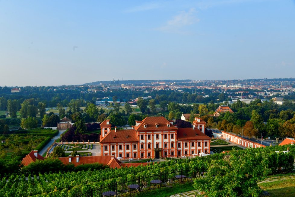 Vinice sv. Kláry, která je součástí Botanické zahrady hl. města Prahy (11. září 2021)