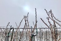 Vinaři, pozor! Sníh nevadí, úrodu hroznů ohrožují ale silné mrazy