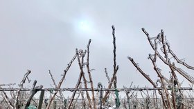 Vinaři, pozor! Sníh nevadí, úrodu hroznů ohrožují ale silné mrazy 