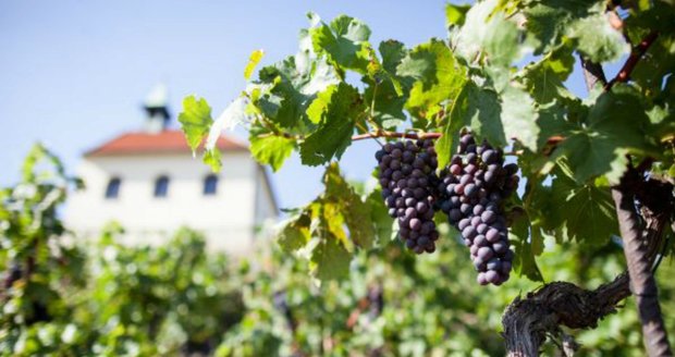 Hroznové víno je zdrojem mnoha minerálů a vitamínů.