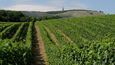 Pálavské vinohrady (ilustrační foto)
