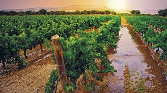 Do Španělska za vínem aneb Návštěva slavné vinařské oblasti Ribera del Duero