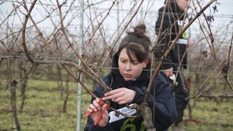 Souboj o zlaté nůžky se blíží. 21. ročník mistrovství v řezu révy vinné otestuje vinaře ve Skalce u Ježova Souboj o zlaté nůžky se blíží. 21. ročník mistrovství v řezu révy vinné otestuje vinaře ve Skalce u Ježova