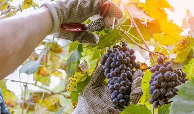 Pravé šampaňské se vyrábí pouze v jediné oblasti na světě – v oblasti Champagne-Ardenne