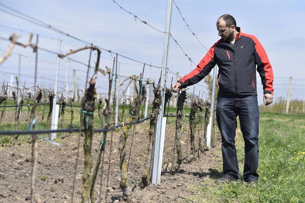 Jarní mrazy způsobily ničivé škody na vinicích.