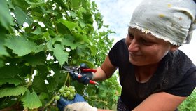 Rekordně brzy: Vinaři na jihu Moravy začali sbírat hrozny na burčák