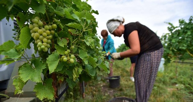 V Brodě nad Dyjí vyrazili vinaři sklízet první burčákové hrozny. Ženy stříhaly do bedýnek starou odrůdu Augustovskij.