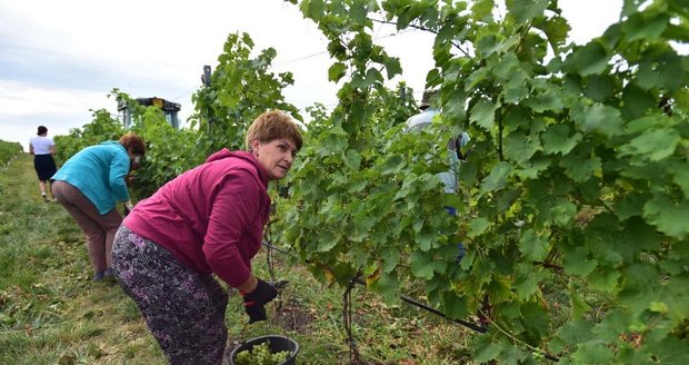 V Brodě nad Dyjí vyrazili vinaři sklízet první burčákové hrozny loni přesně 1. srpna. Ženy stříhaly do bedýnek starou odrůdu Augustovskij.