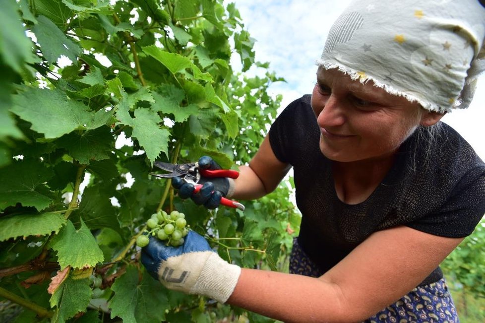 V Brodě nad Dyjí vyrazili vinaři sklízet první burčákové hrozny loni přesně 1. srpna. Ženy stříhaly do bedýnek starou odrůdu Augustovskij.