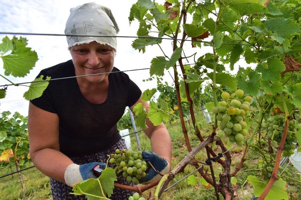 V Brodě nad Dyjí vyrazili vinaři sklízet první burčákové hrozny. Ženy stříhaly do bedýnek starou odrůdu Augustovskij.