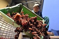 100 dní odpočinku skončilo: Hrozny na slámové víno jsou v lisu, ochutnávka za dva roky