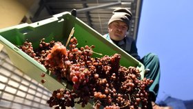 100 dní odpočinku skončilo: Hrozny na slámové víno jsou v lisu, ochutnávka za dva roky