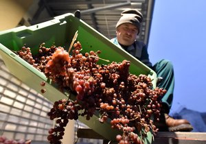 Po více než 100 dnech odpočinku na slámě z bio farmy putovaly hrozny na slámové víno do lisu. 