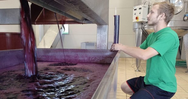 Ve Vinném domě v Bzenci na Hodonínsku kontroluje zaměstnanec vinařství kvalitu vylisované modré révy.