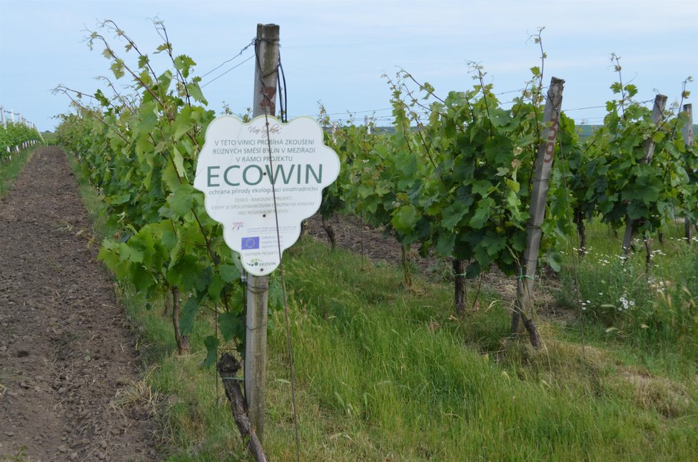 Jihomoravské vinice letos leckde dozrávají kvůli vedrům o tři týdny dříve než obvykle.