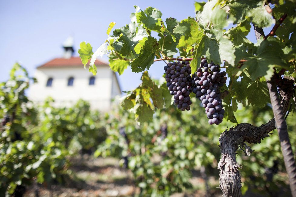 Vinaři vyčíslili škodu za jarní mrazy, které postihly vinice koncem dubna, zhruba na půl miliardy korun.