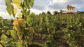 Jaké bude víno z Botanické zahrady v Praze? Na vinici sklidili přes 23 tun hroznů
