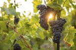 Kroupy poničily moravským vinařům vinice. Ilustrační foto.