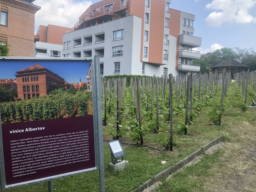 Na vinici na Albertově byl v pátek 26. května zahájen 5. ročník akce Pražské vinice.