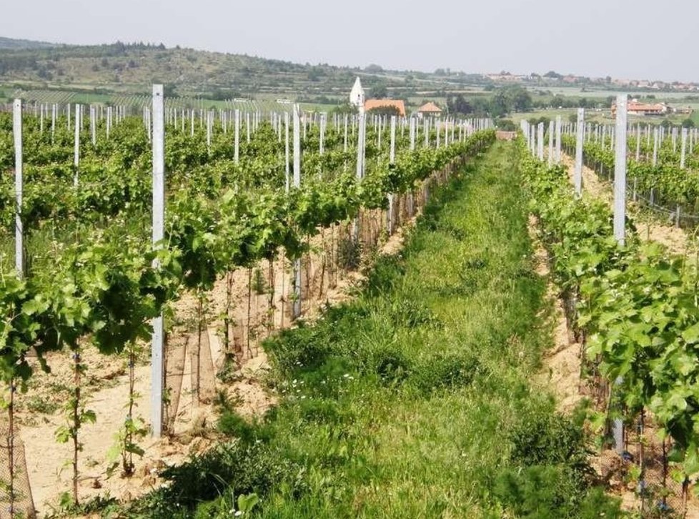 Viniční trať U Chlupa v Hnanicích leží na samé hranici Moravy a Rakouska. Jméno jí dal zastřelený pohraničník a házenkář Otmar Chlup (+28), který zde padl v roce 1938 při obraně československé hranice.