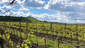Ledoví muži letos vinice na jižní Moravě nepoškodili.