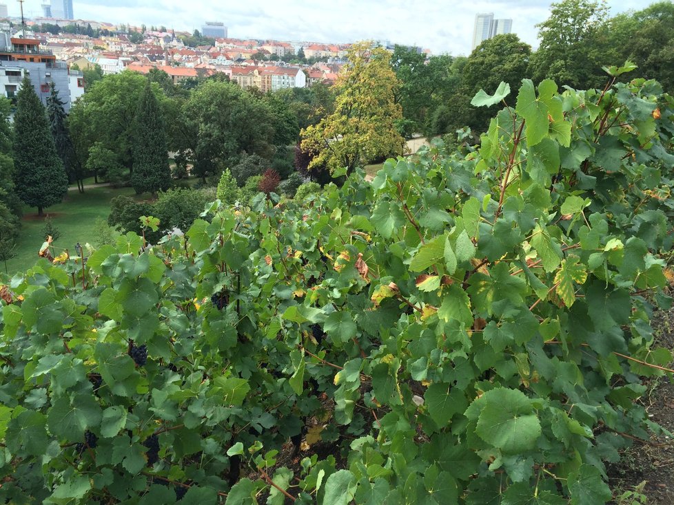 Vinobraní v Grébovce.