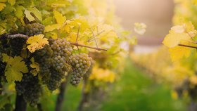 Podzim patří vínu: Vinaři začínají oslavou sklizně  