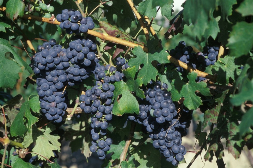 U Máchova jezera vás čeká vinobraní (Ilustrační foto)