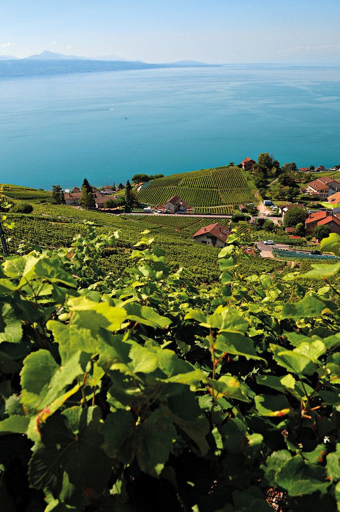 Lavaux na břehu Ženevského jezera