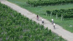Projíždku na kole si můžete užít i mezi vinicemi.