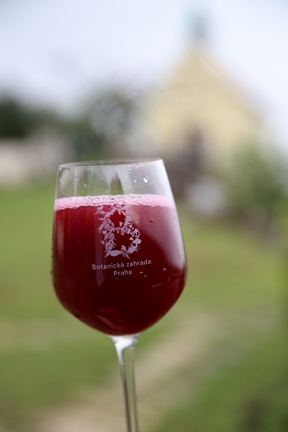 Tradiční vinobraní při vinici Sv. Kláry, která patří pod Botanickou zahradu hl. m. v Praze - Troji. (17. září 2022)