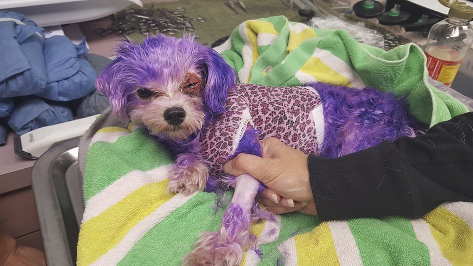 Violet se ze svých zranění po obarvení léčila tři měsíce.